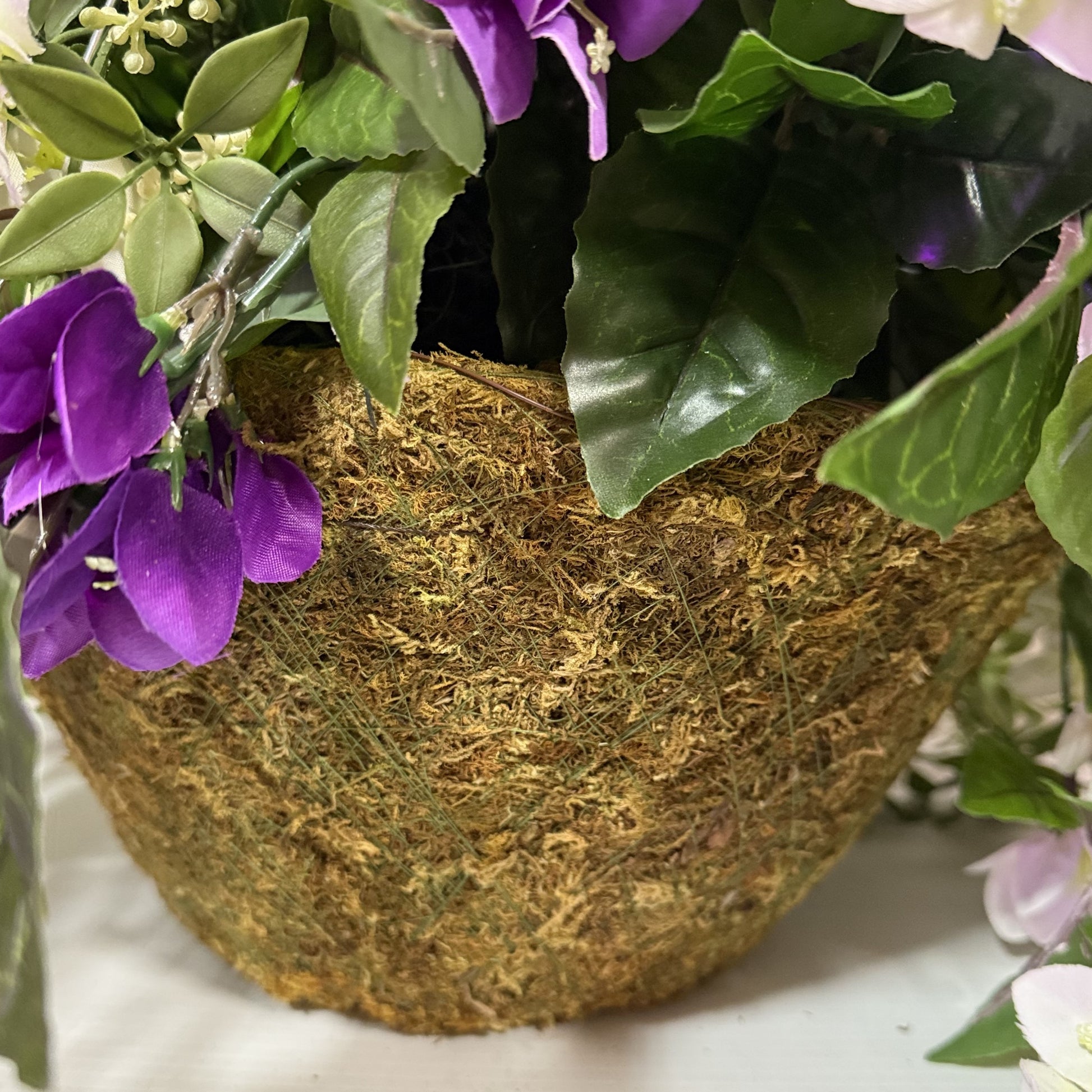 bougainvillea plant hanging basket Bougainvillea Enchanted hanging basket
