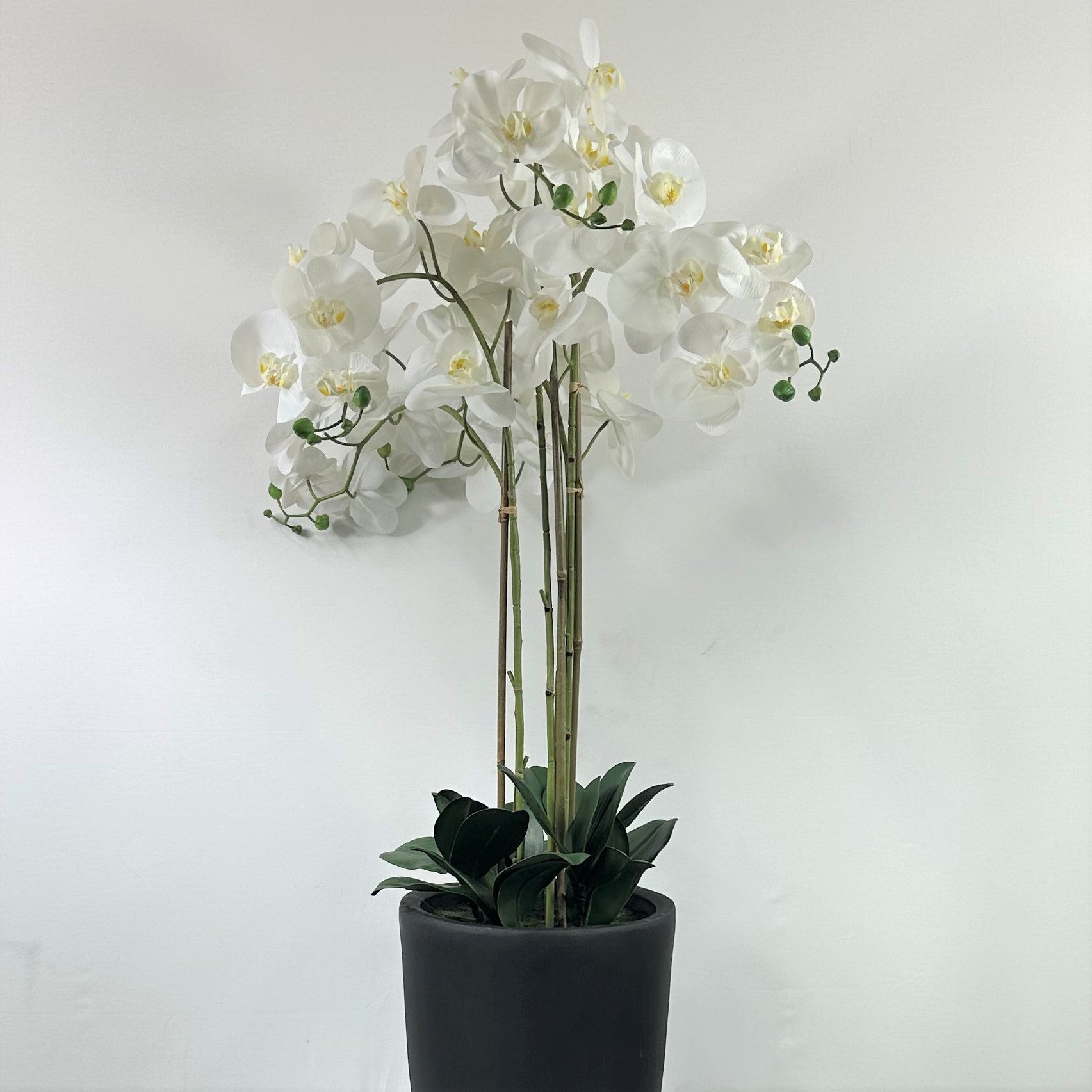 Eternity Phalaenopsis Orchid Arrangement 53"