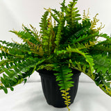 U/V. protected garden fern triple