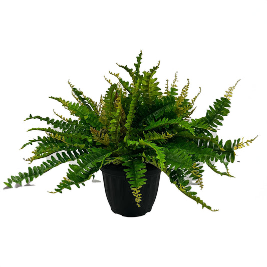 U/V. protected garden fern triple