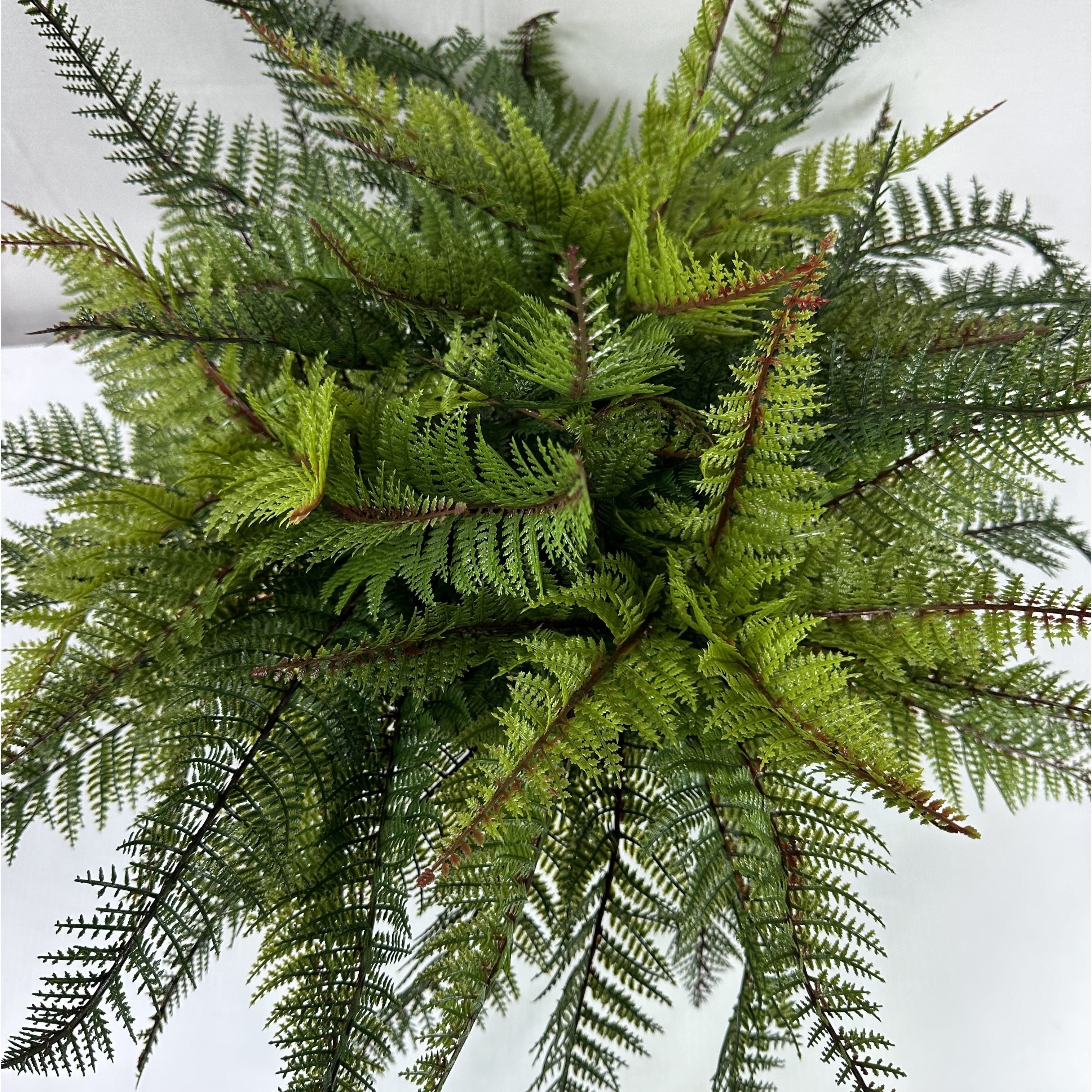 Outdoor Potted Fern