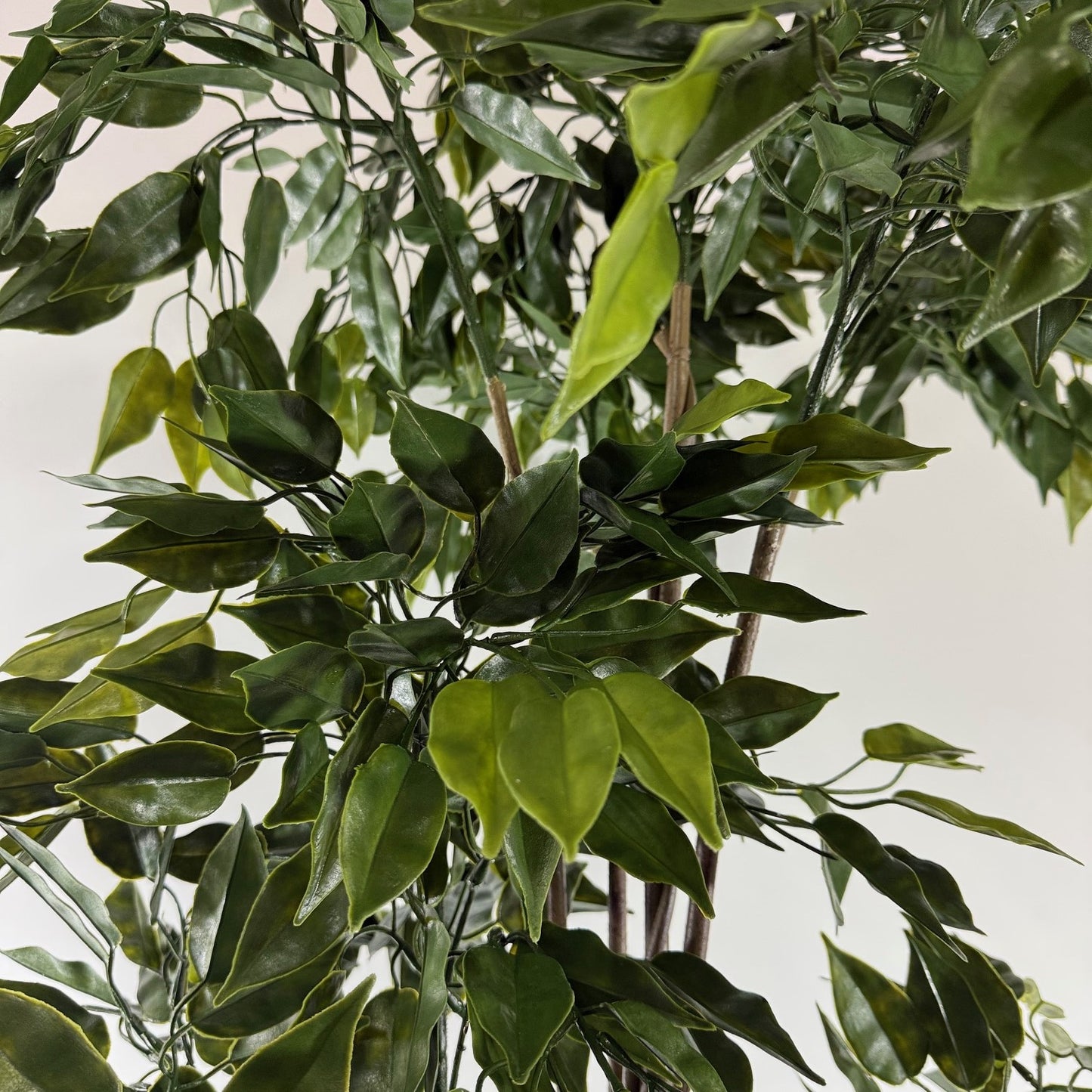 French Ficus 65" UV Topiary