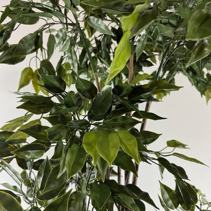 French Ficus 65" UV Topiary