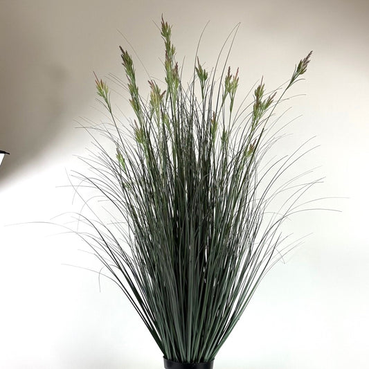 Flowering field grass