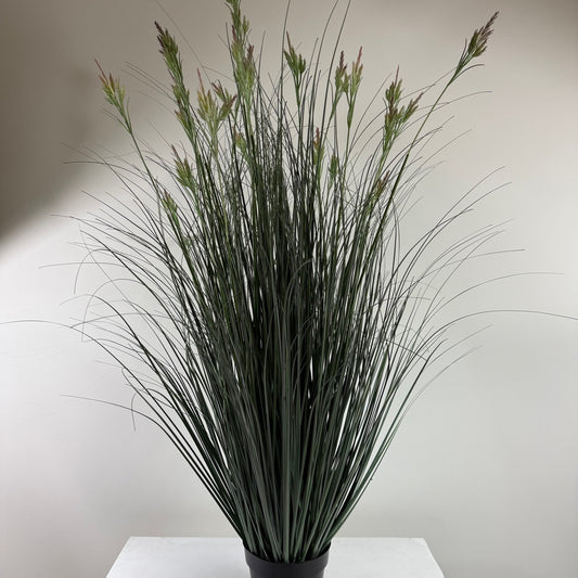 Flowering field grass