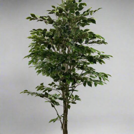 Ultra Ficus 7'