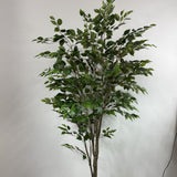 Ultra Ficus 7'