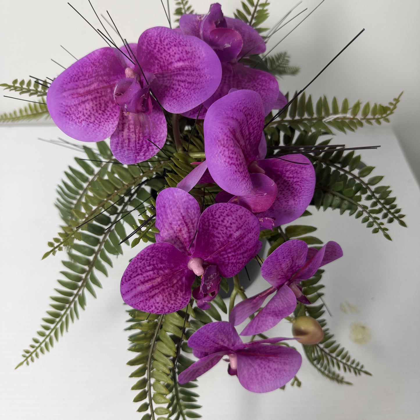 Forest orchid