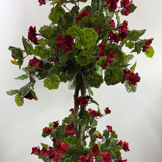 Geranium topiary flowering 5.5'