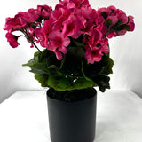 Tabletop Geraniums (set of two)