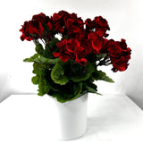 Tabletop Geraniums (set of two)