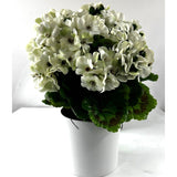 Tabletop Geraniums (set of two)