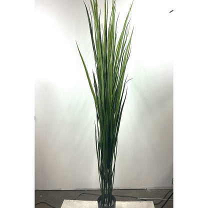 Giant Reed grass potted 6.5' (Instore pick up only)