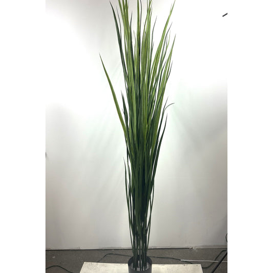 Giant Reed grass potted 6.5' (Instore pick up only)