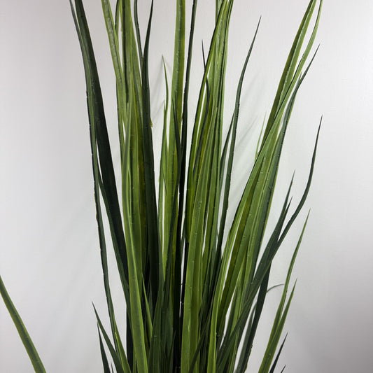 Giant Reed grass potted 6.5' (Instore pick up only)