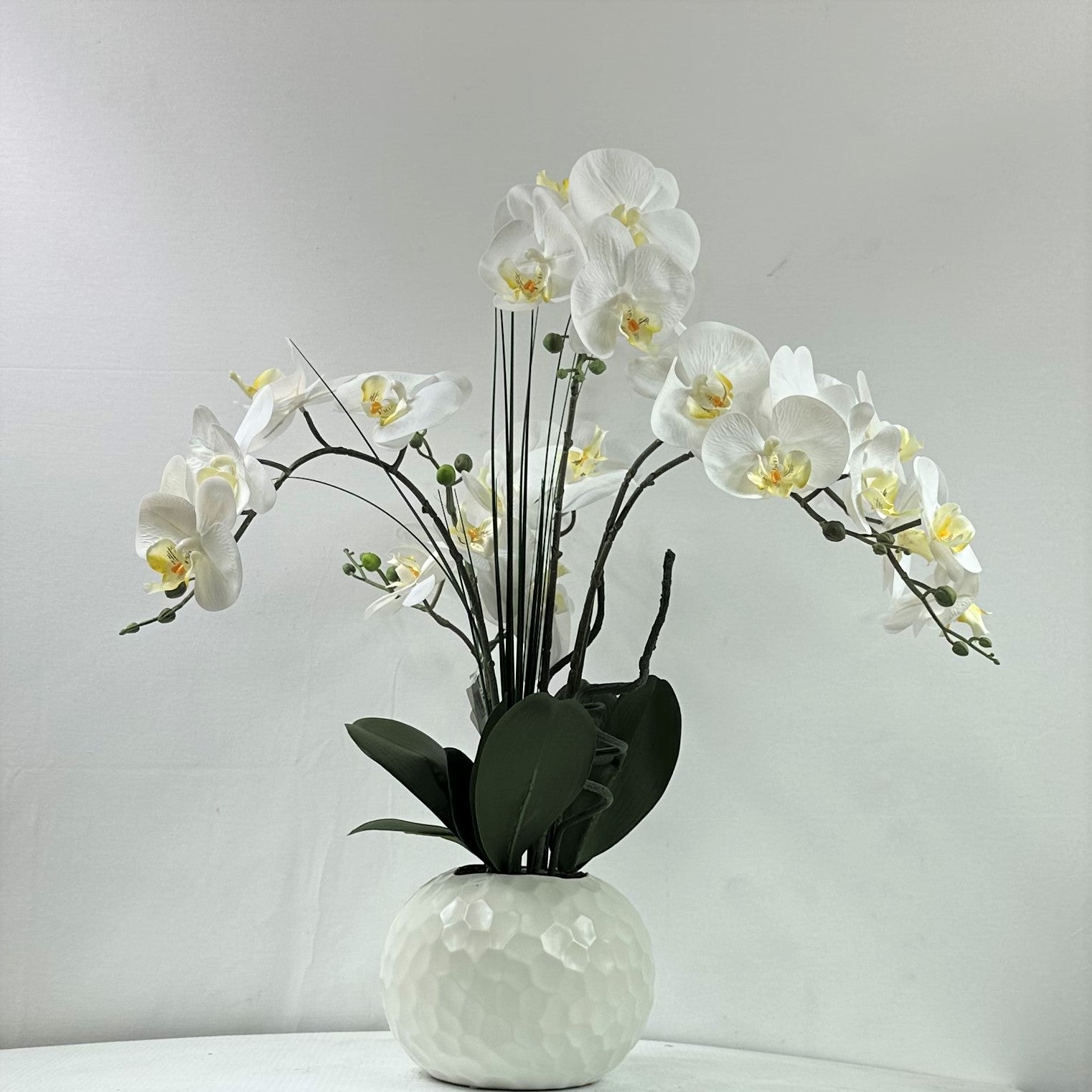 Phalaenopsis Orchids 24"