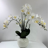 Phalaenopsis Orchids 24"