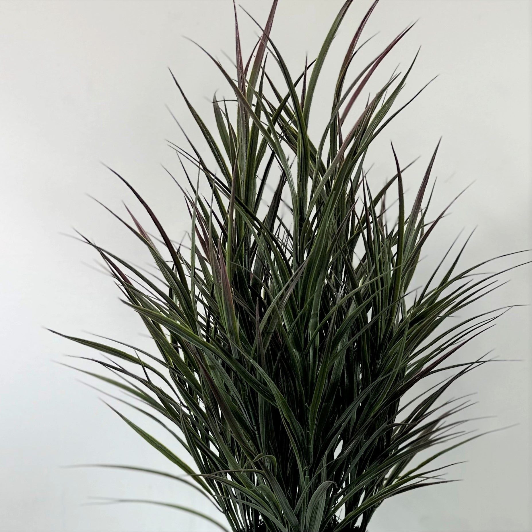 Reed Grass potted