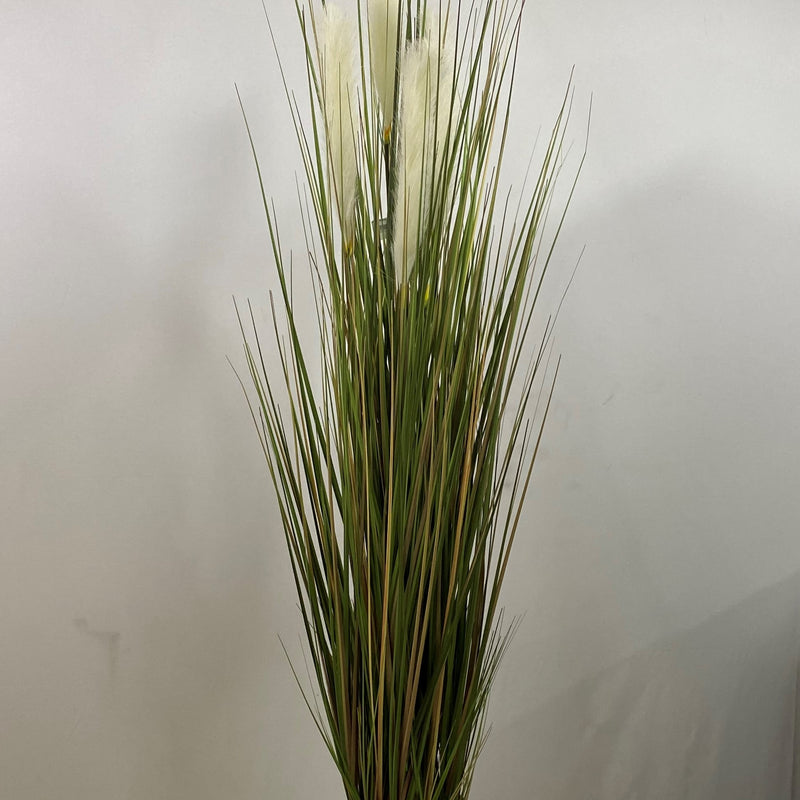 Tufted plume grass