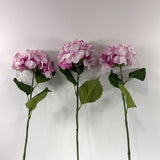 Hydrangea classic ( pack of three )