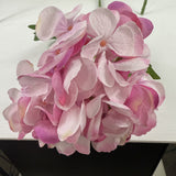 Hydrangea classic ( pack of three )