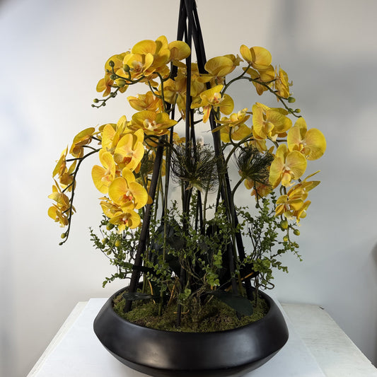 Island Grand entrance orchid ( instore pickup only )