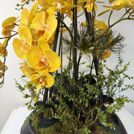 Island Grand entrance orchid ( instore pickup only )