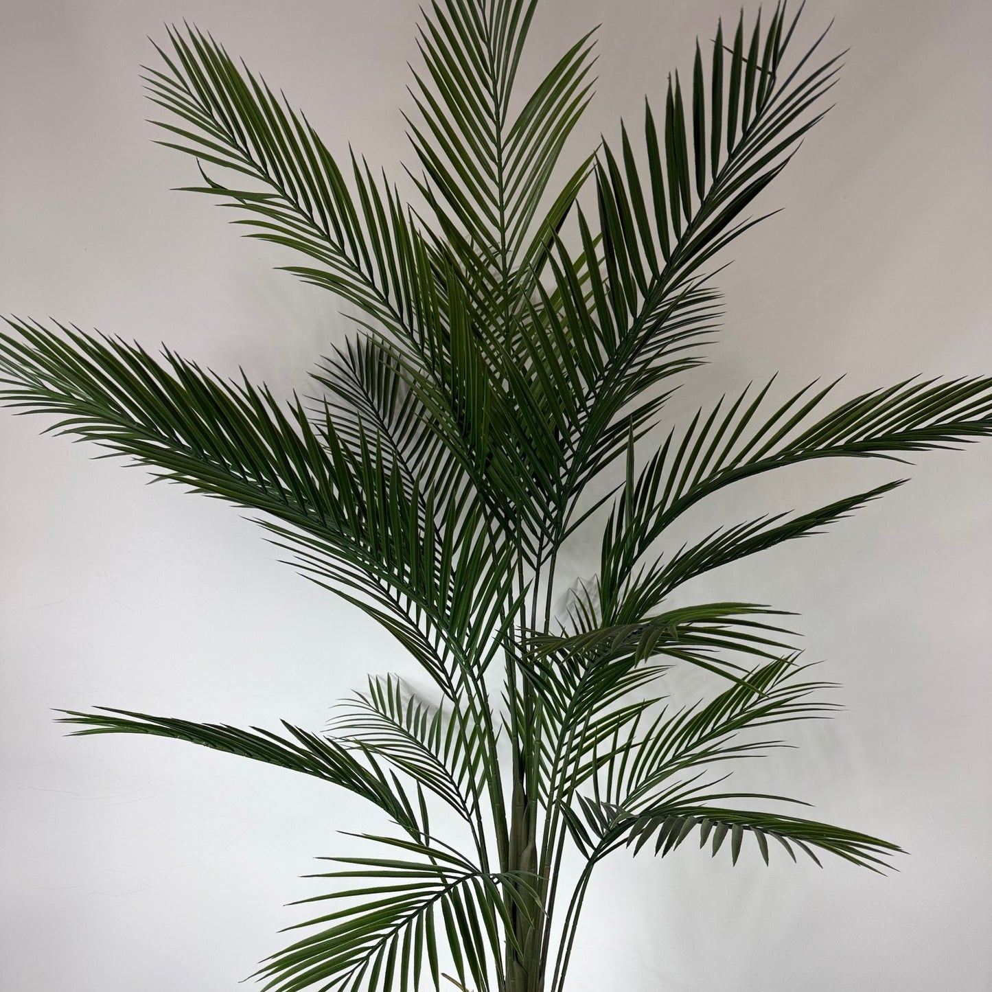 kwai palm 5'