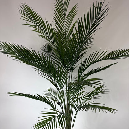 kwai palm 5'