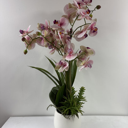 Lipstick orchid with succulents 25"