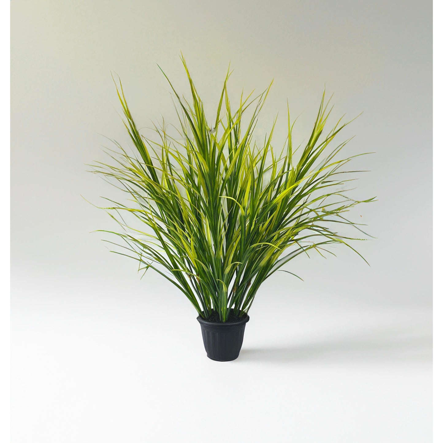 Maze Grass potted