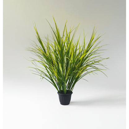 Maze Grass potted