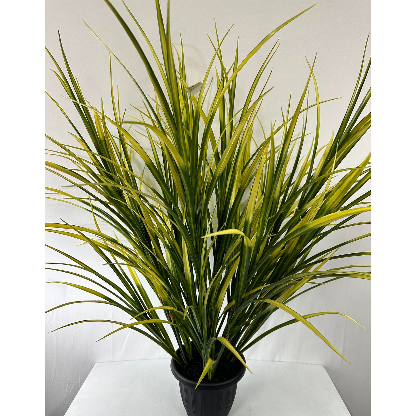 Maze Grass potted