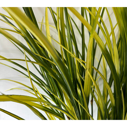 Maze Grass potted