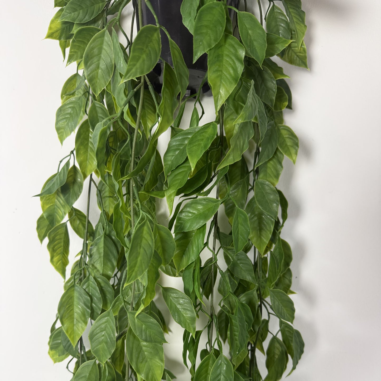 Potted Mini Pothos w vase 40"