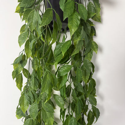 Potted Mini Pothos w vase 40"