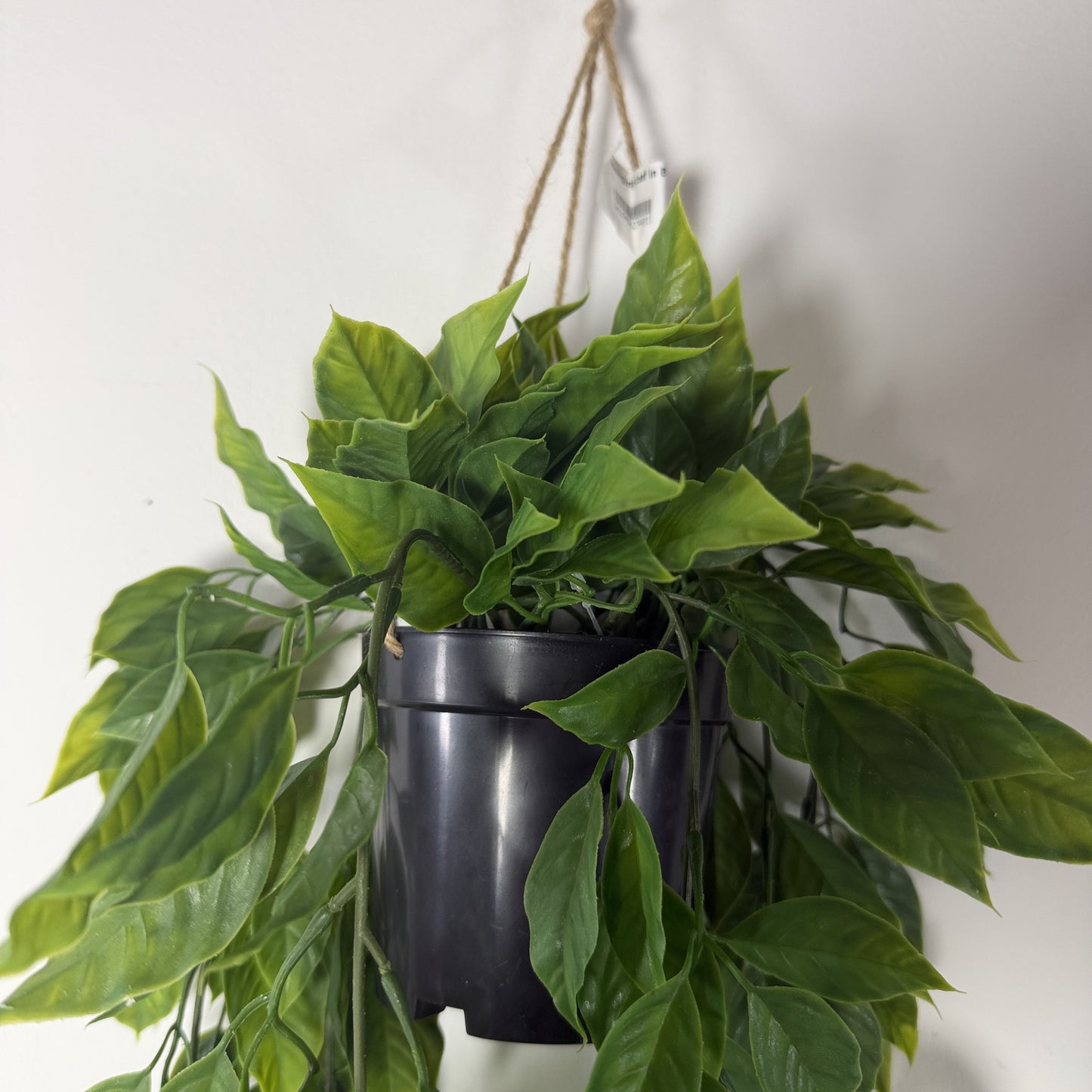 Potted Mini Pothos w vase 40"