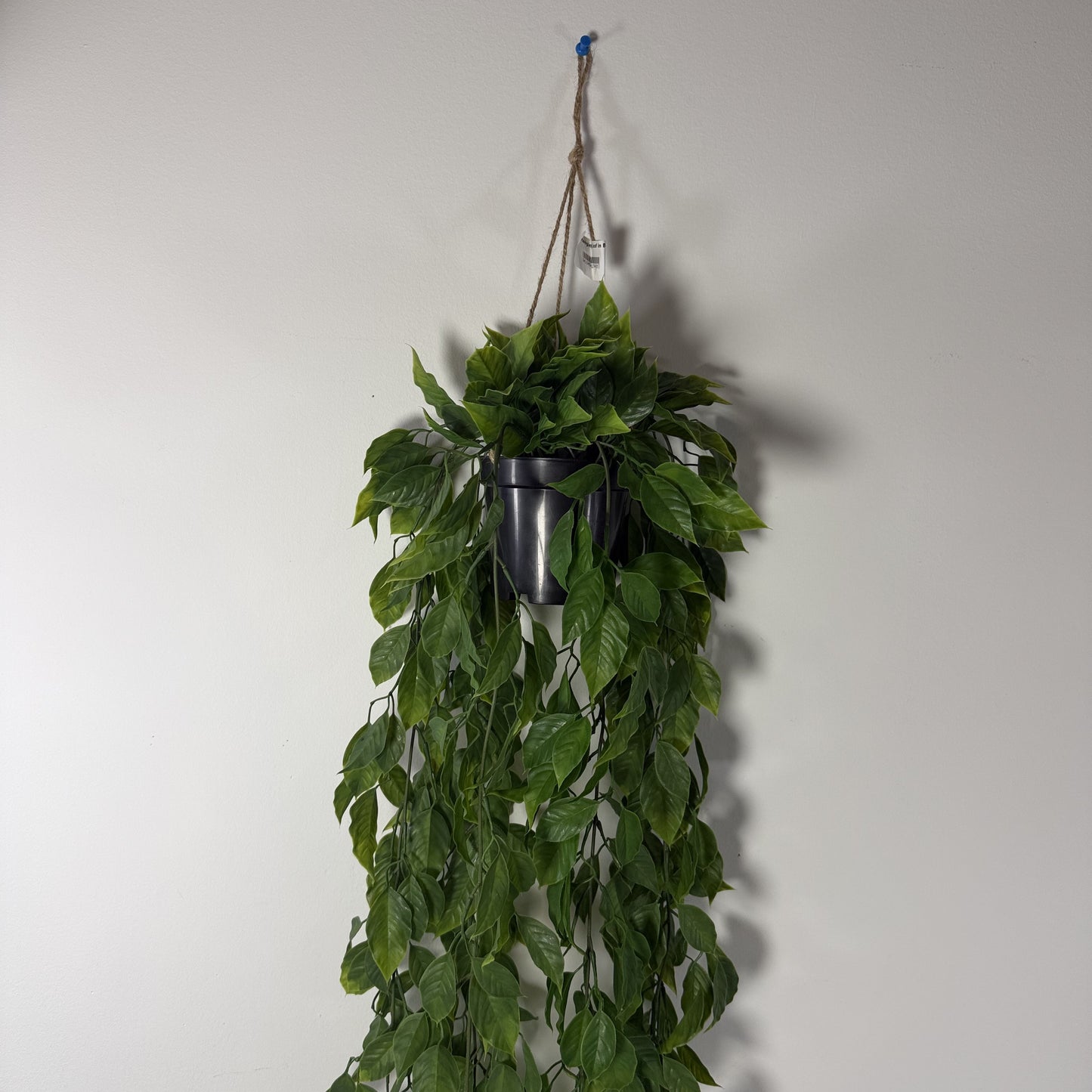 Potted Mini Pothos w vase 40"