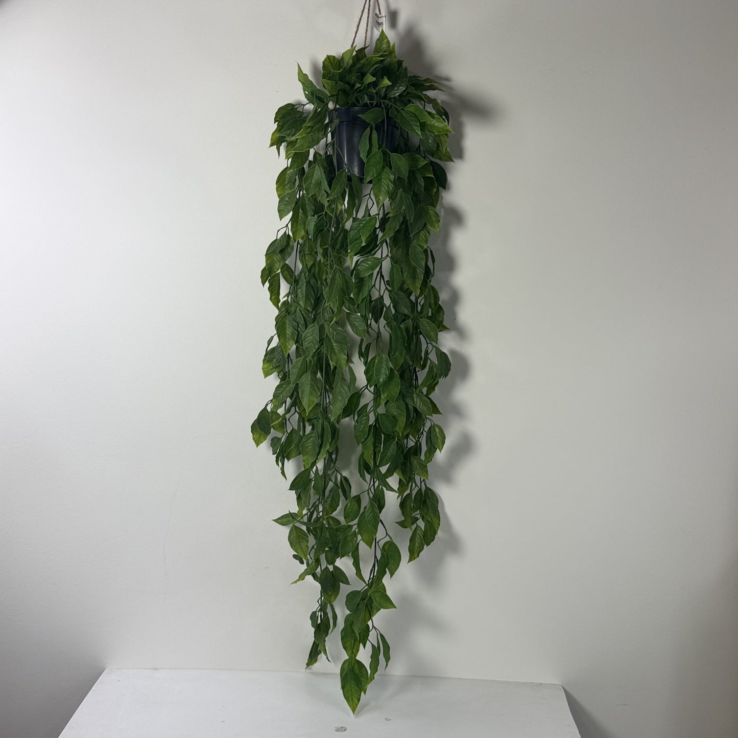Potted Mini Pothos w vase 40"