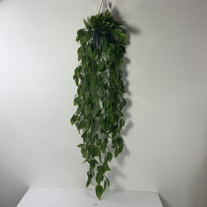 Potted Mini Pothos w vase 40"