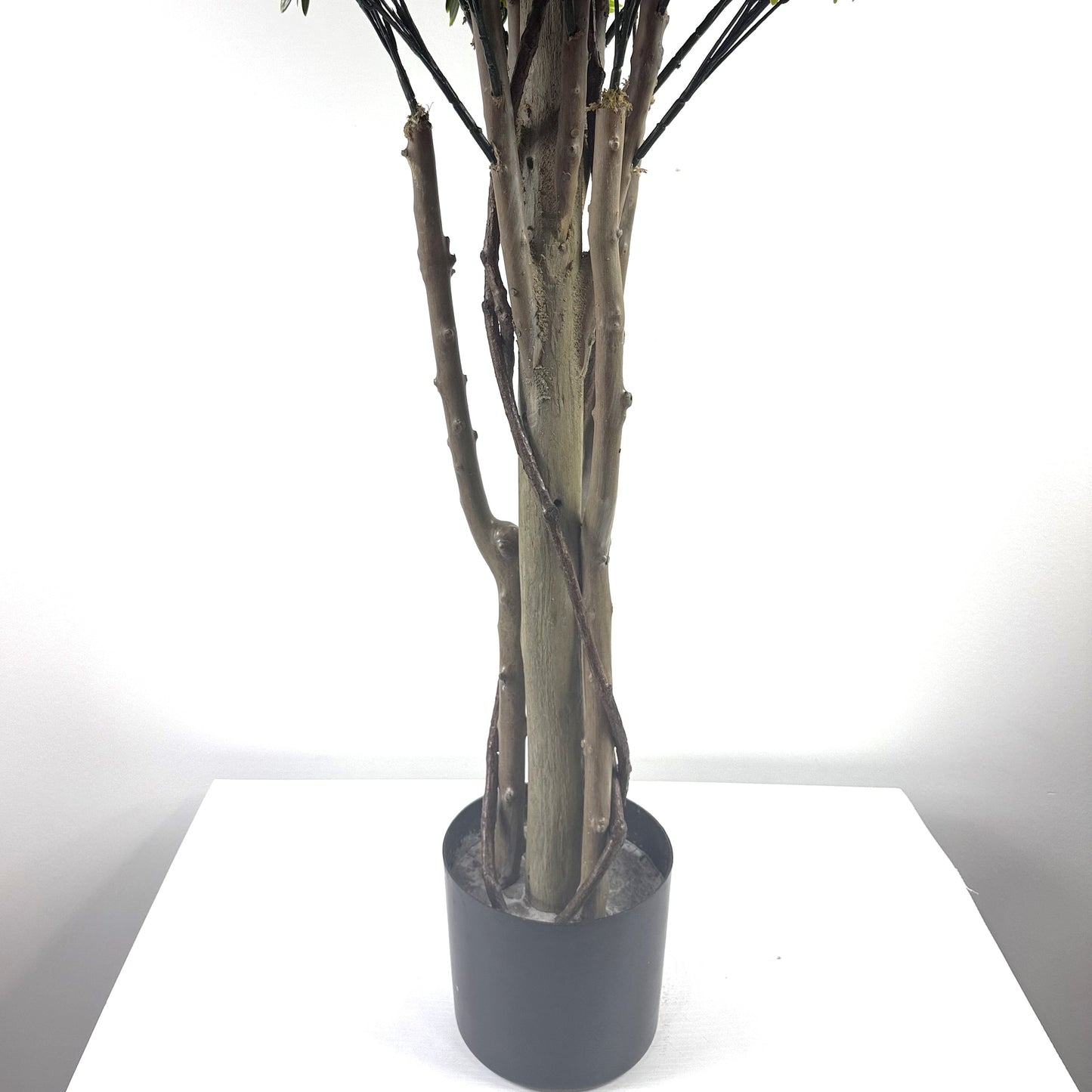 Mini Rivera topiary 49"