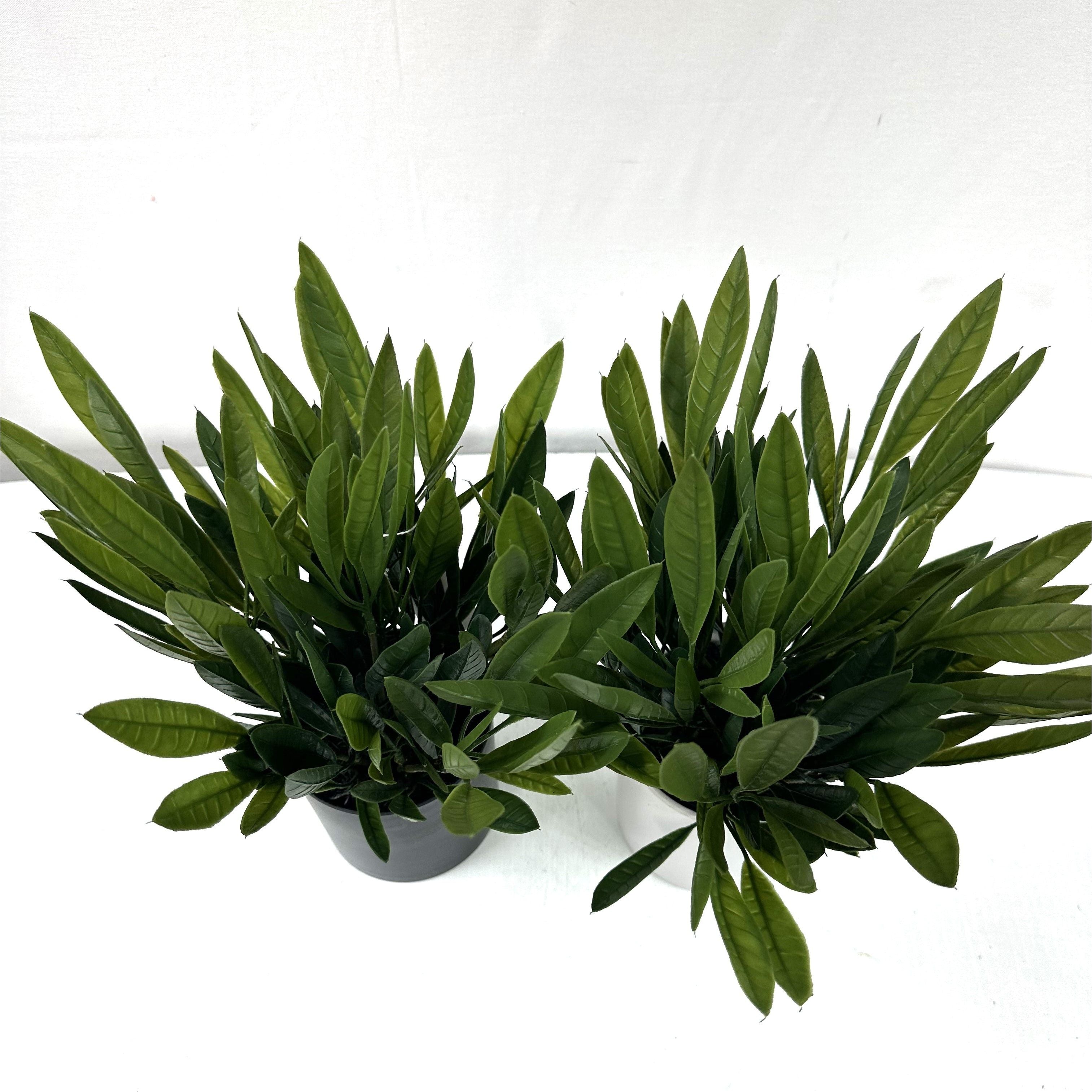 Olive leaf group ( Set of Two )