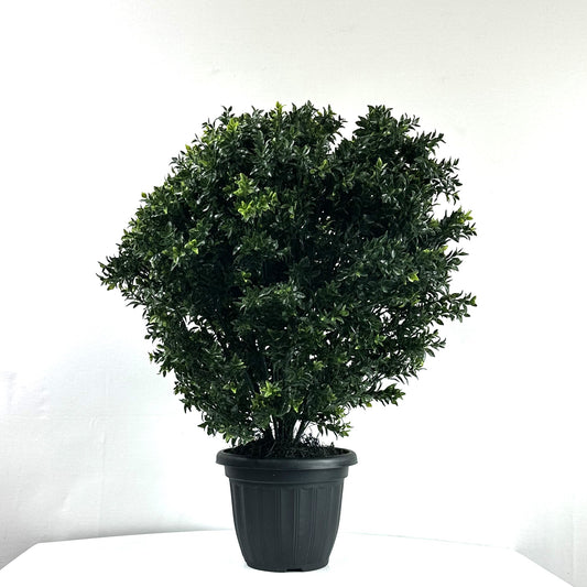 Opal Basil Bush 30"
