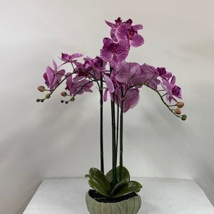 Phalaenopsis orchid real touch lavendar