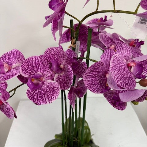 Phalaenopsis orchid real touch lavendar