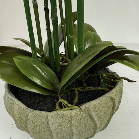 Phalaenopsis orchid real touch lavendar