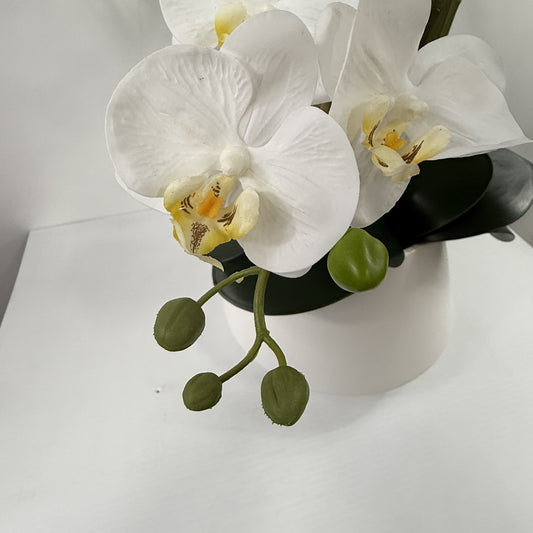 Orchid Cloud