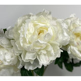 Peony white 24" (Pack of 3)