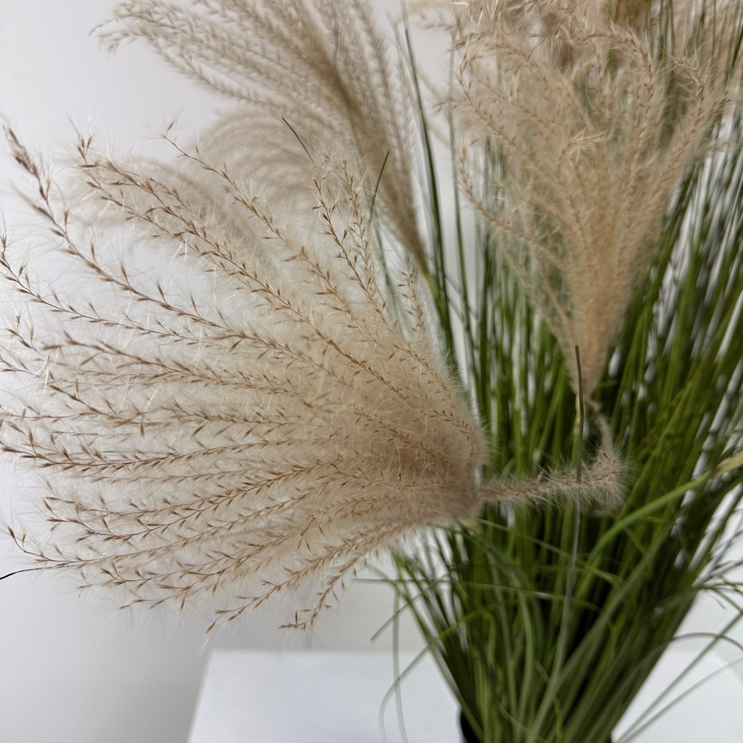 Pompous grass 39"