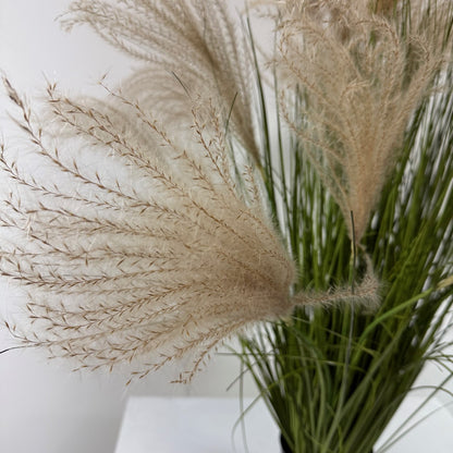 Pompous grass 39"